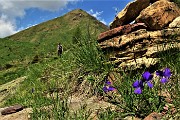 31 Fiori di Viola di Duby (Viola dubyana) 